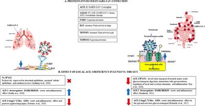 A Dual-Route Perspective of SARS-CoV-2 Infection: Lung- vs. Gut-specific Effects of ACE-2 Deficiency